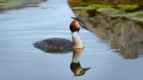 Наговаривают .Не поганка я !