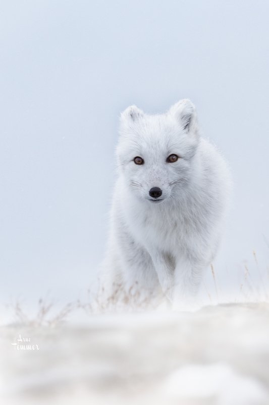 Polarfox фото превью