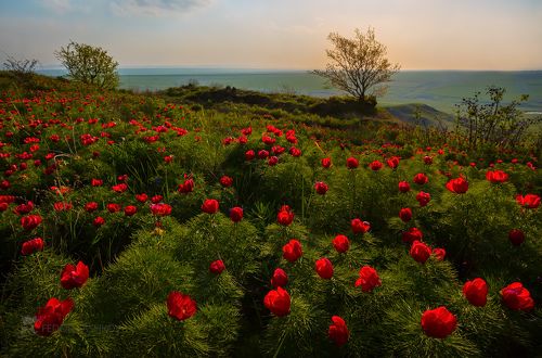 Пионы в степи Ставрополья