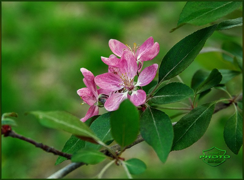 вестник весны фото превью