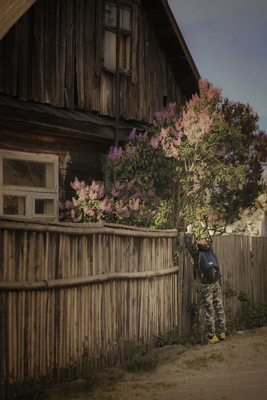 Сирень фото превью