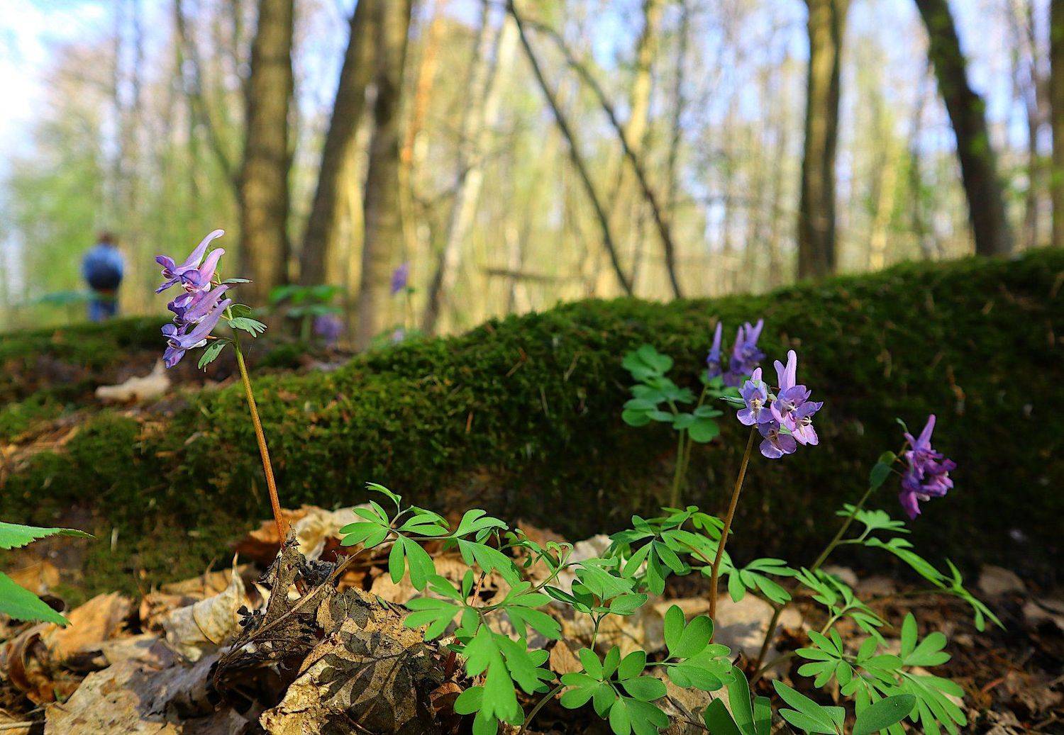 хохлатка  весна, Александр Зорин