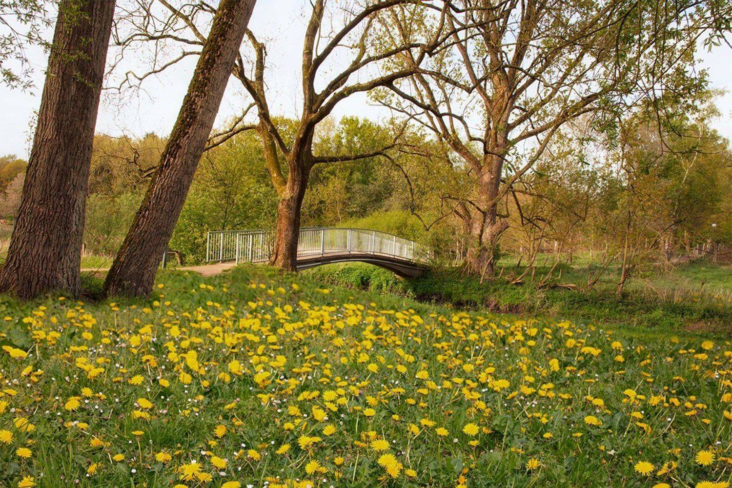 , Игорь Дубровский