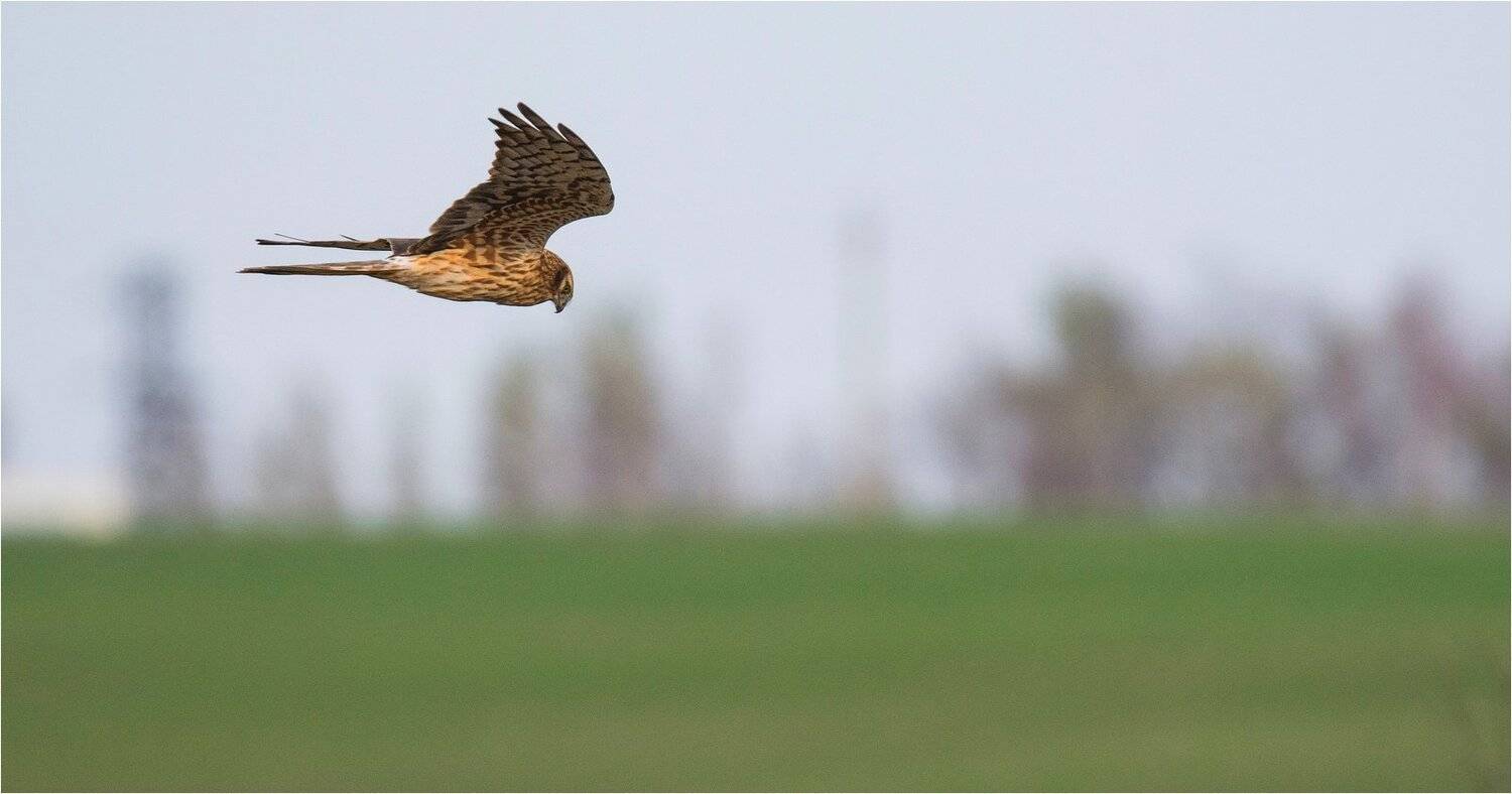 птица хищник, Руслан Сигушин