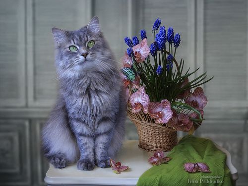 - Уж если я не красавица, то все коты зажрались!