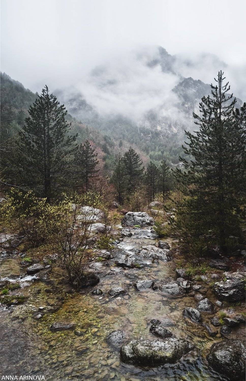 , Анна Аринова