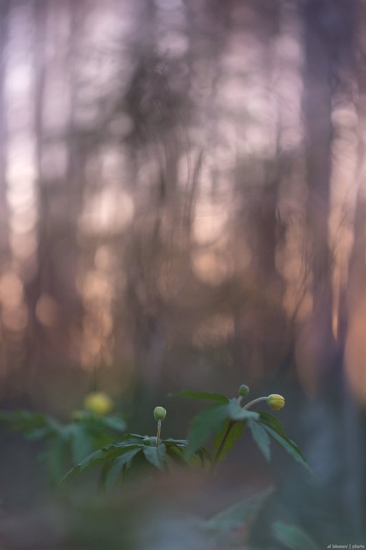 Вечерний звон фото превью