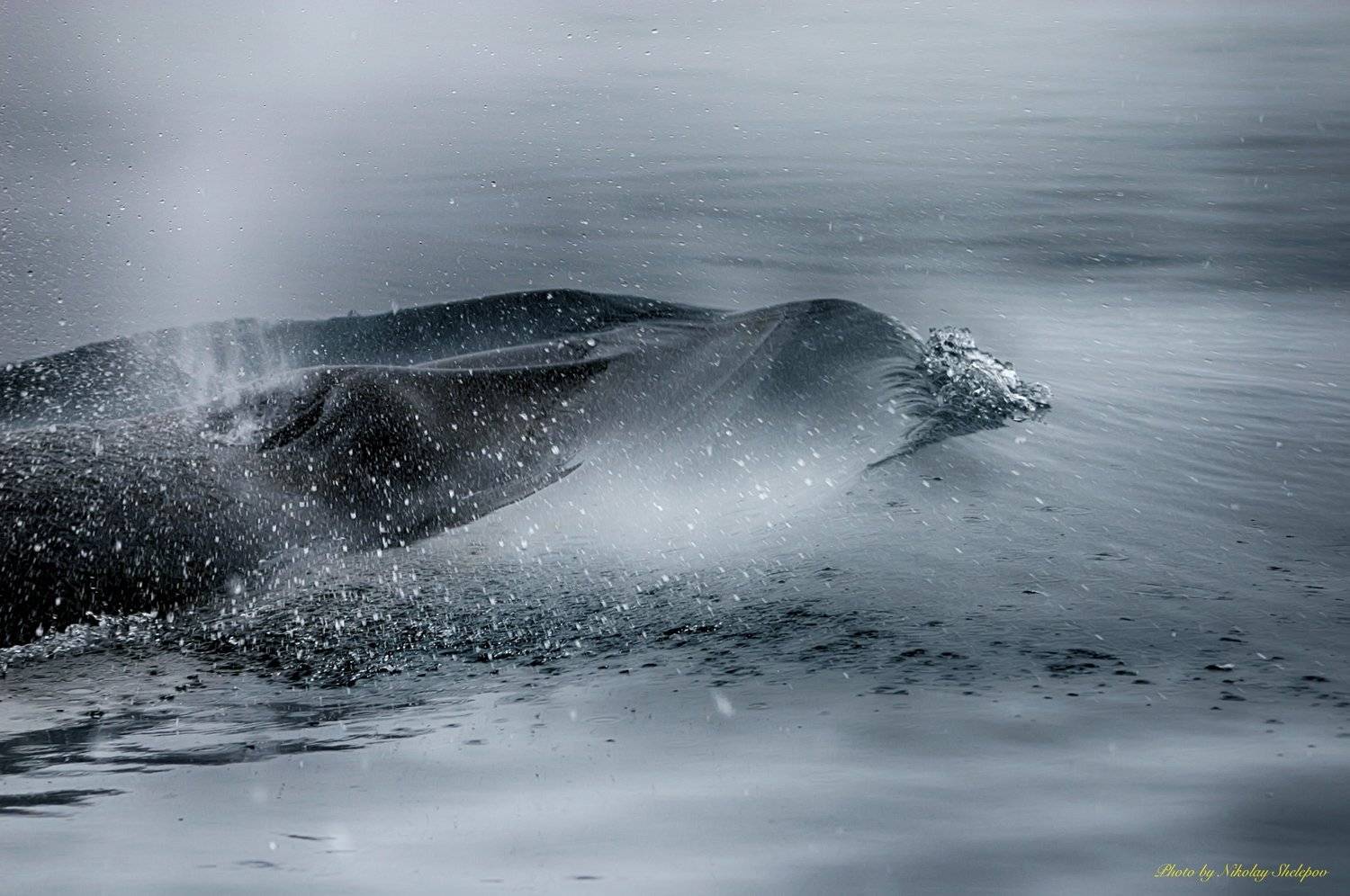 , Николай Шелепов