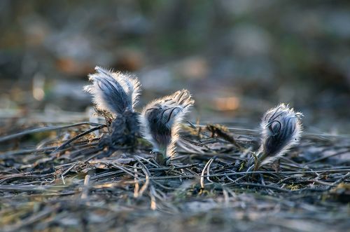 Pro пушистиков ...