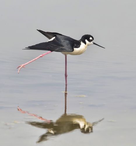 Black-winged stilt - Ходулочник