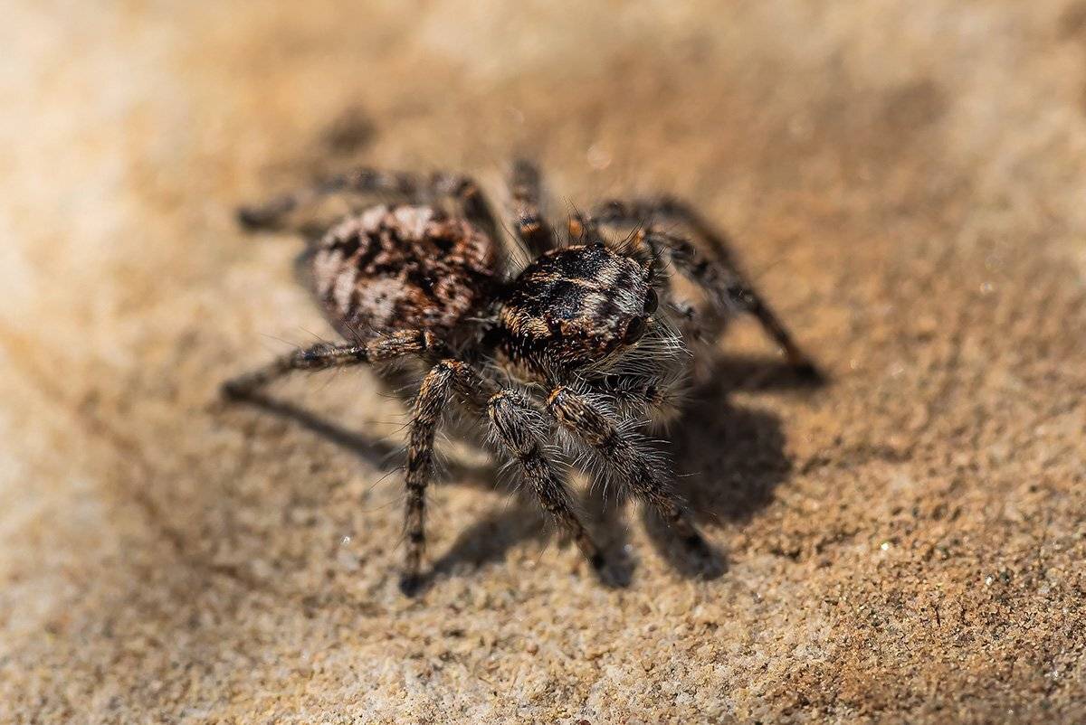 , Александр Земляной