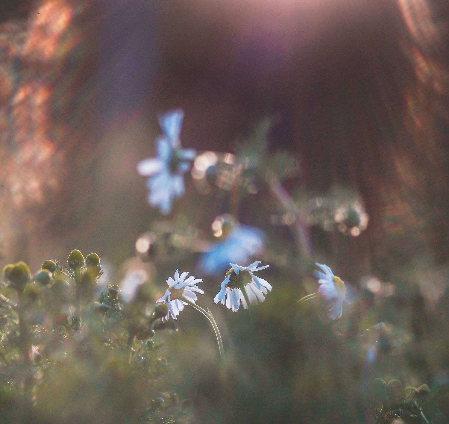 природа, трава, цветы, ромашки, закат, Татьяна Пименкова