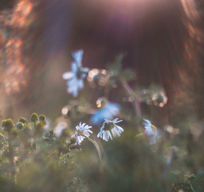 природа, трава, цветы, ромашки, закат Ромашки в закате... фото превью