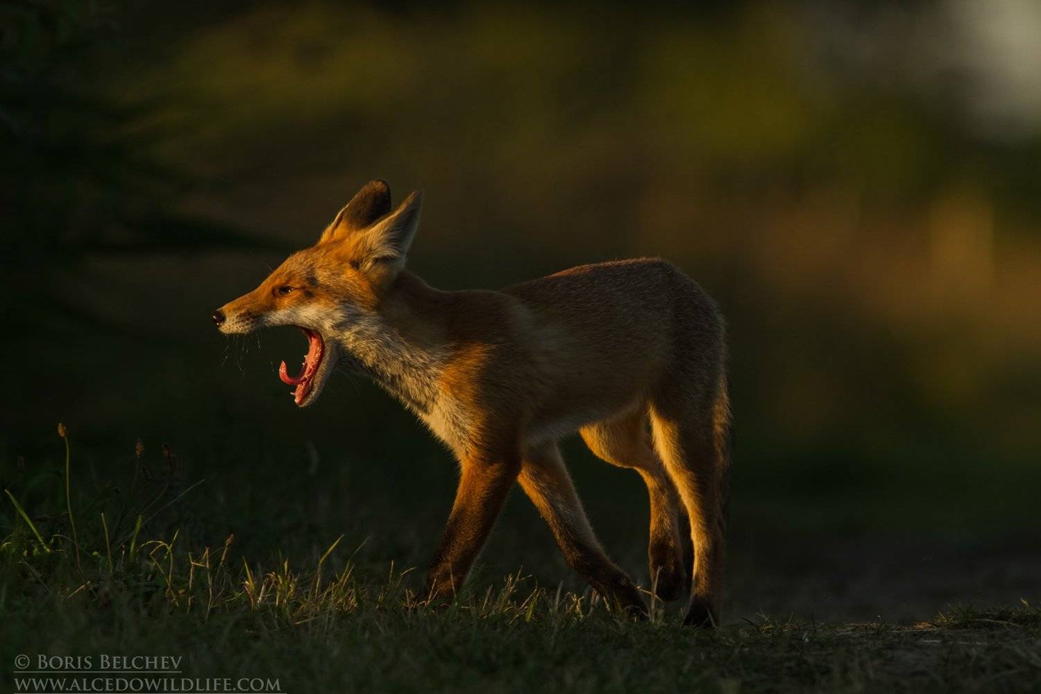 , Борис Белчев