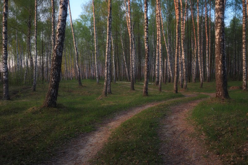 Ивановская роща фото превью