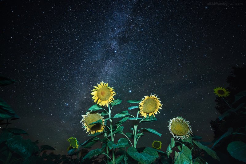 Тула, млечный путь, ночная съёмка, подсолнухи Август в Тульской области фото превью