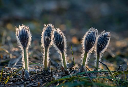 Накануне главного дня ...