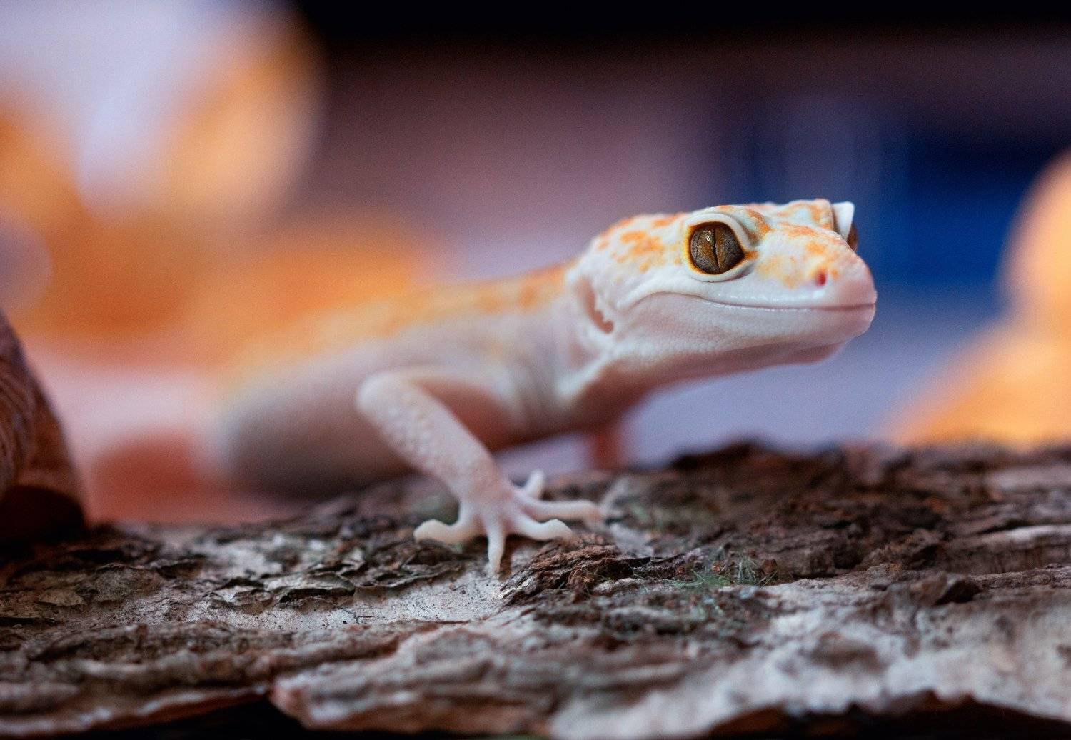 , Людмила Гудина