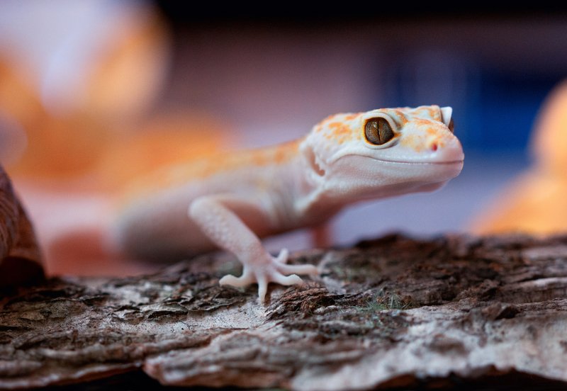 Нежданный гость фото превью