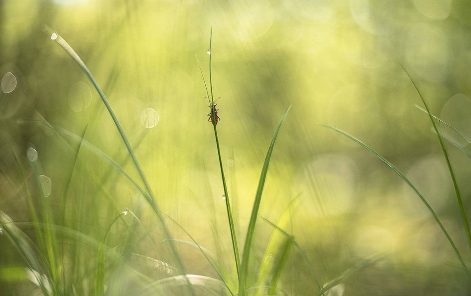 жук, макро, травка, бокэ, позитив, утро, свет, цвет, воронеж, геннадий мещеряков, Геннадий Мещеряков