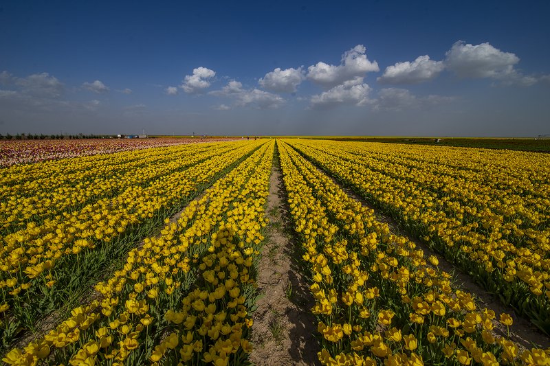 Tulips фото превью