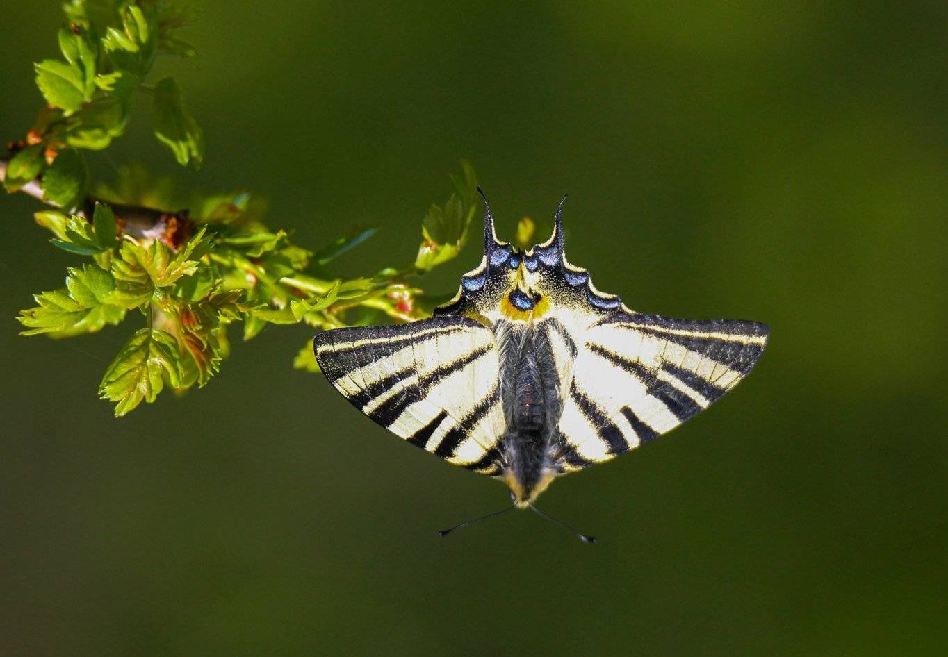 бабочка ,макро,фауна., Marat Magov