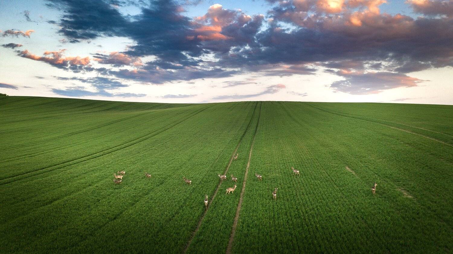 моравия, пейзаж, животные,вечер, Дмитрий Иванов