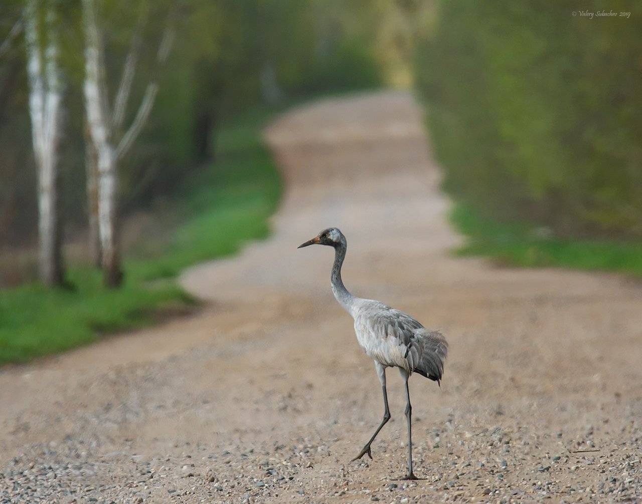 , Валерий Субачев