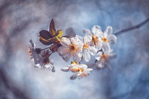 Веточка весны