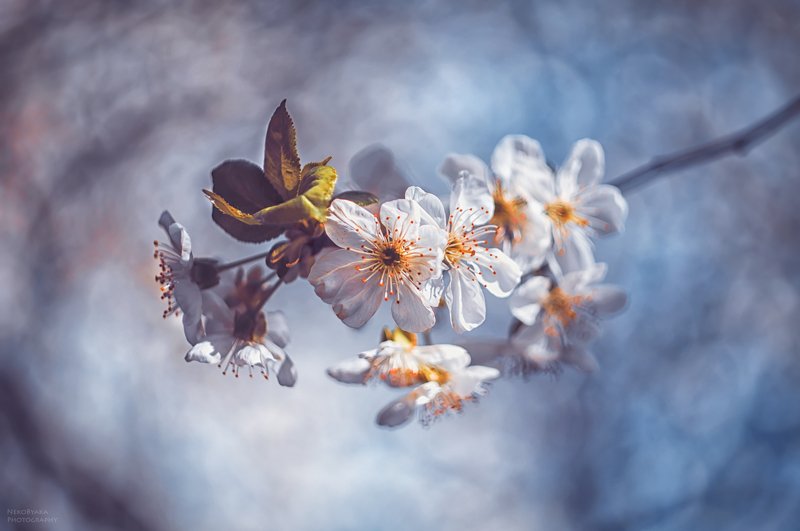 Веточка весны фото превью