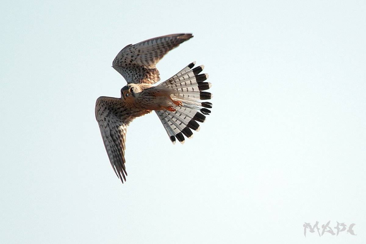 животные птица весна пустельга, Шангареев Марс