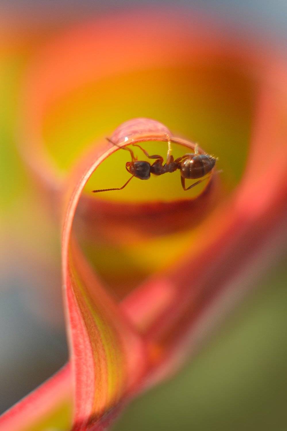 , Воинкова Ирина