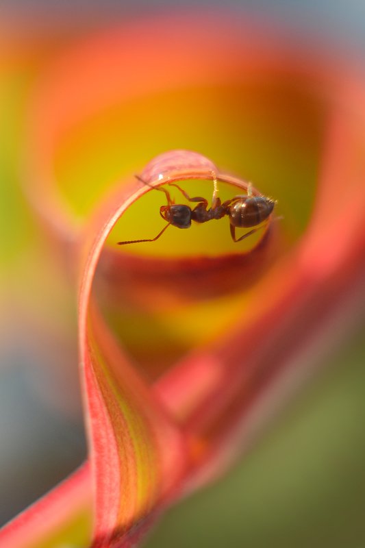 Радуга. фото превью