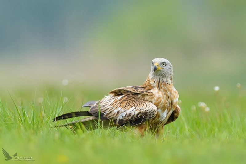 Kania Ruda, Red Kite (Milvus milvus) ... фото превью