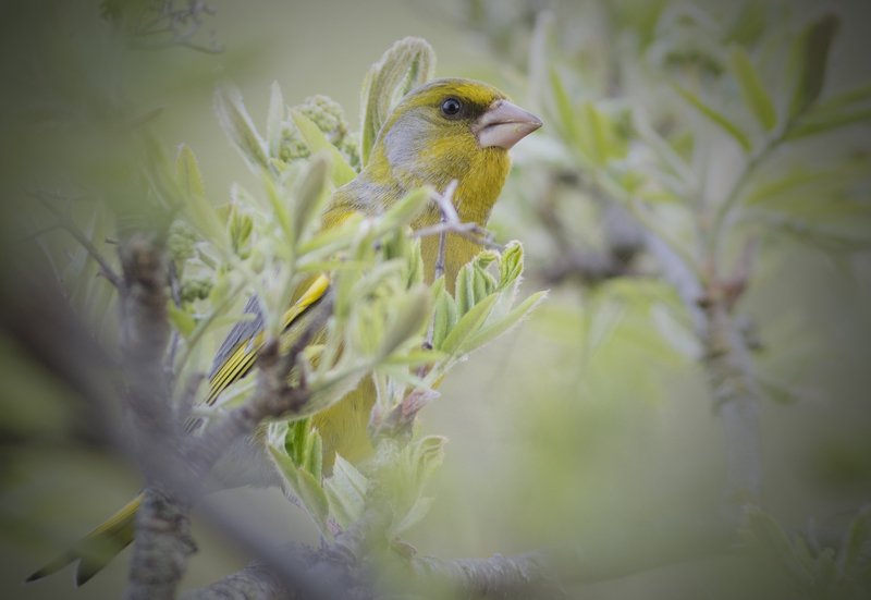 Всем весны! фото превью