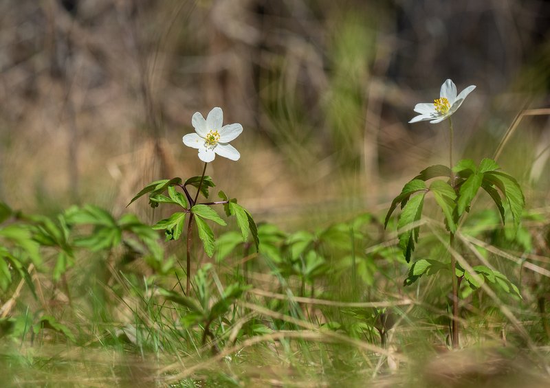 Немного весны фото превью