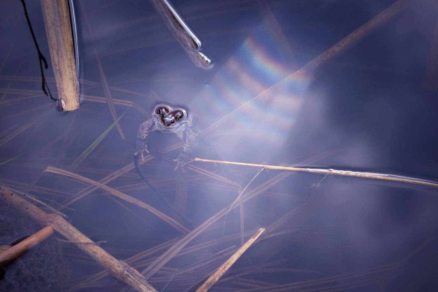 , Марина Никифорова