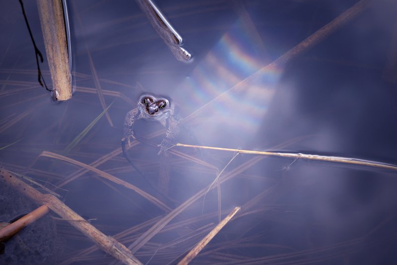 Лягушонок и радуга (вариант 2) фото превью