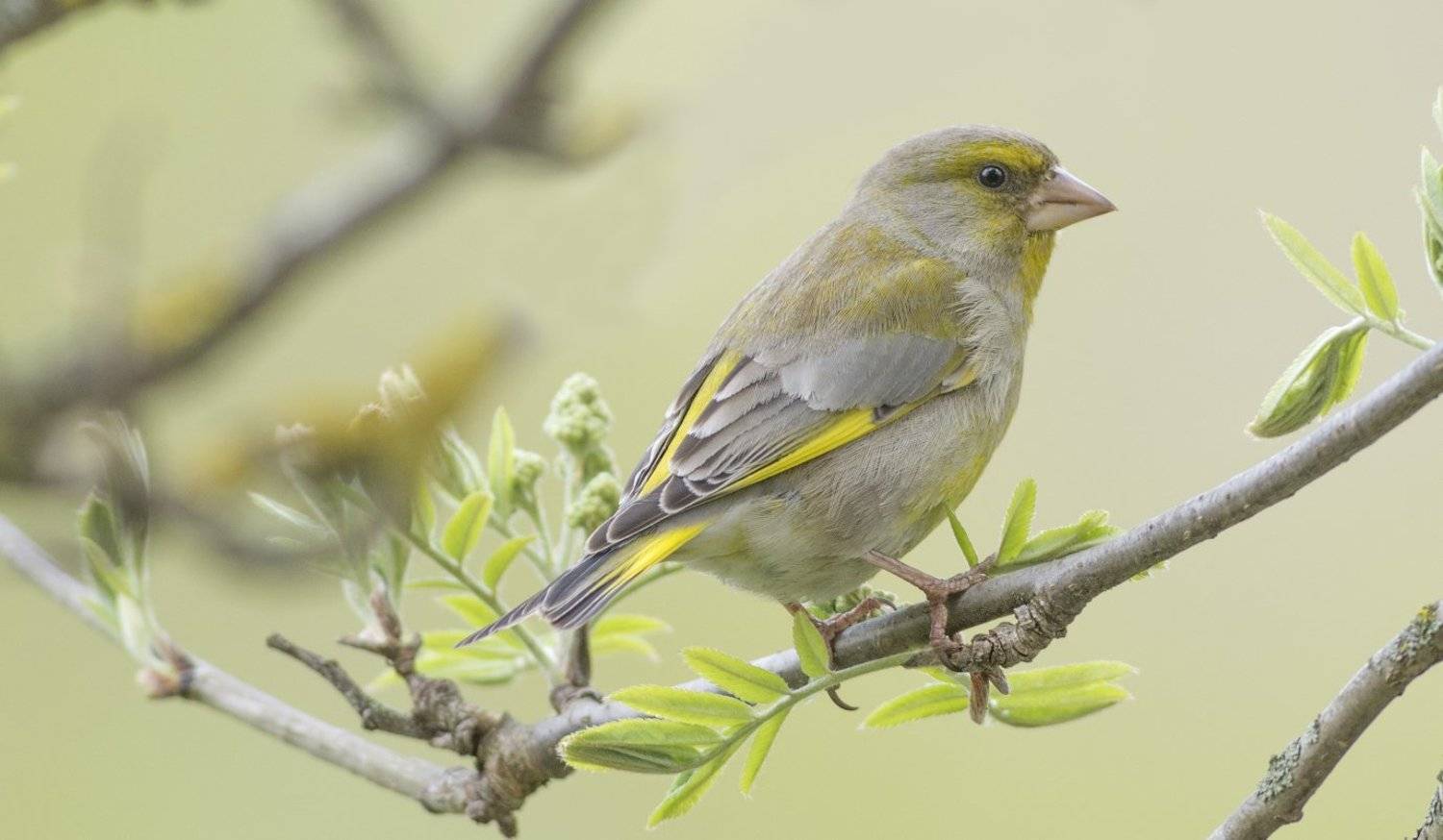 , Руслан Соколов