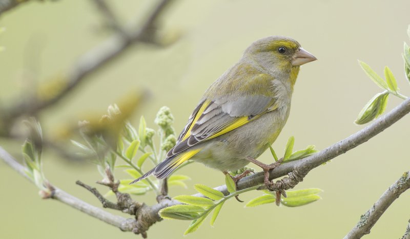 Лесная канарейка. фото превью