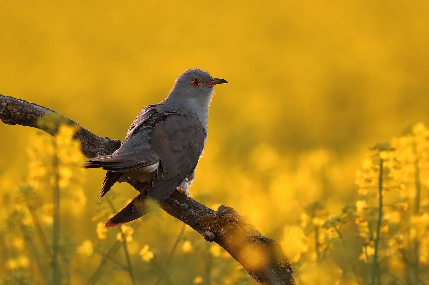 , Łukasz Sok&oacute;ł