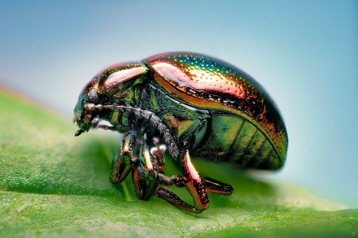 macro, bug, Chrysolina fastuosa, nature, 5:1, Wojciech Grzanka