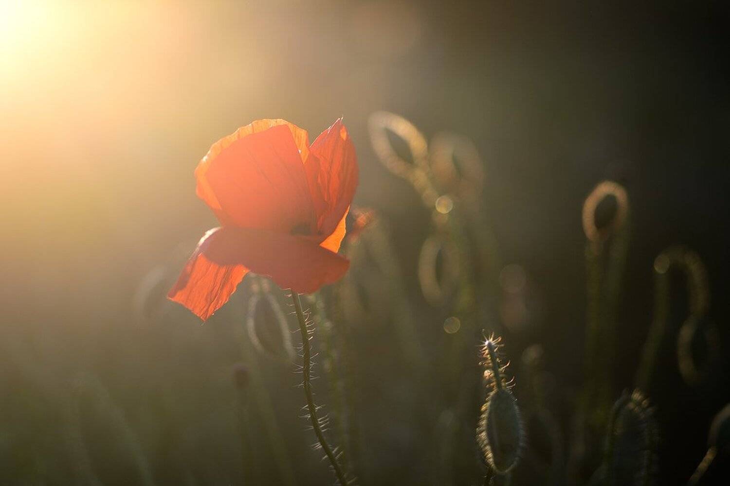 , Stefan Chirobocea