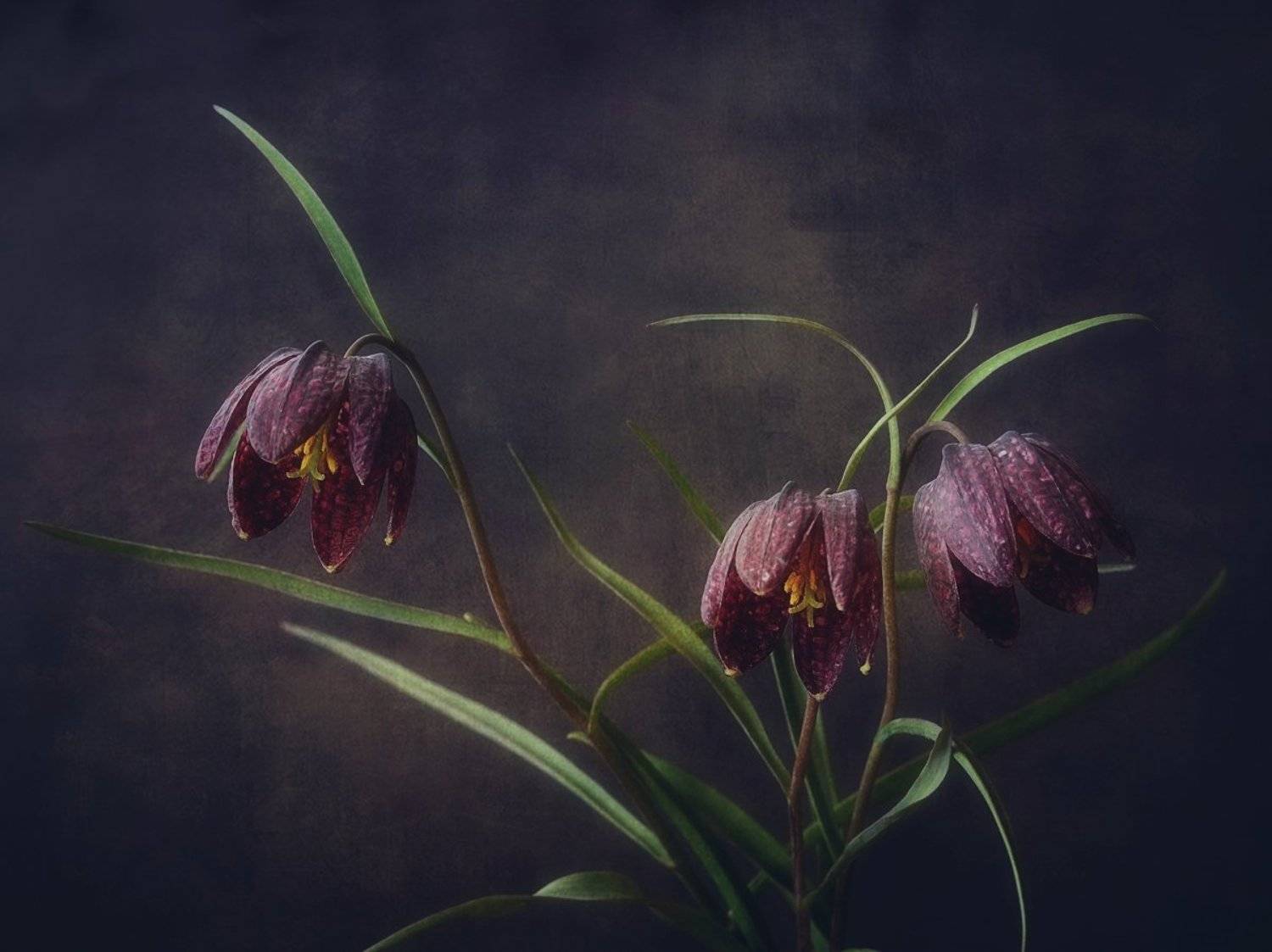 цветы,рябчик,макро, Наталия К