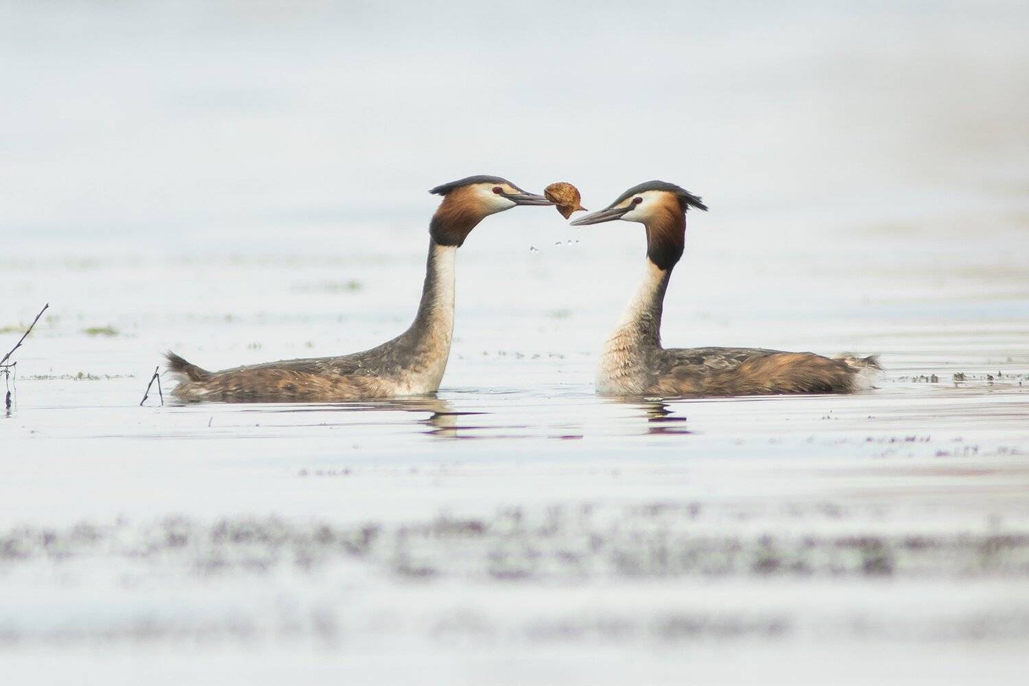 чомга, Суслов Дмитрий