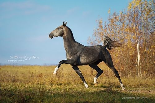 Адаир Шаэль