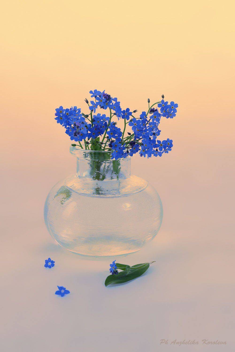 , Анжелика Королева