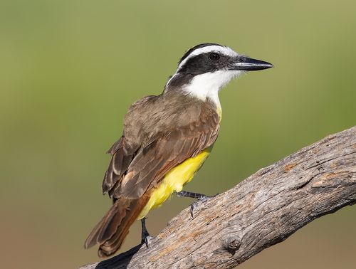 Great kiskadee - Большая питанга
