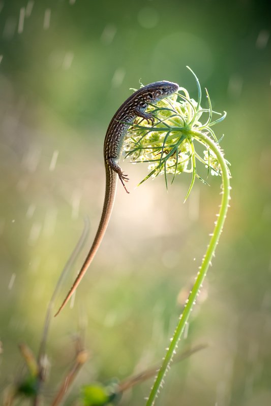 Ближе к солнцу фото превью