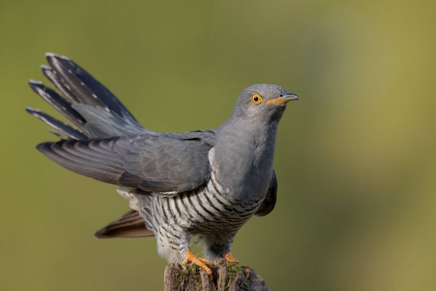 cuckoo, birds, nature, wildlife, woods, MARIA KULA